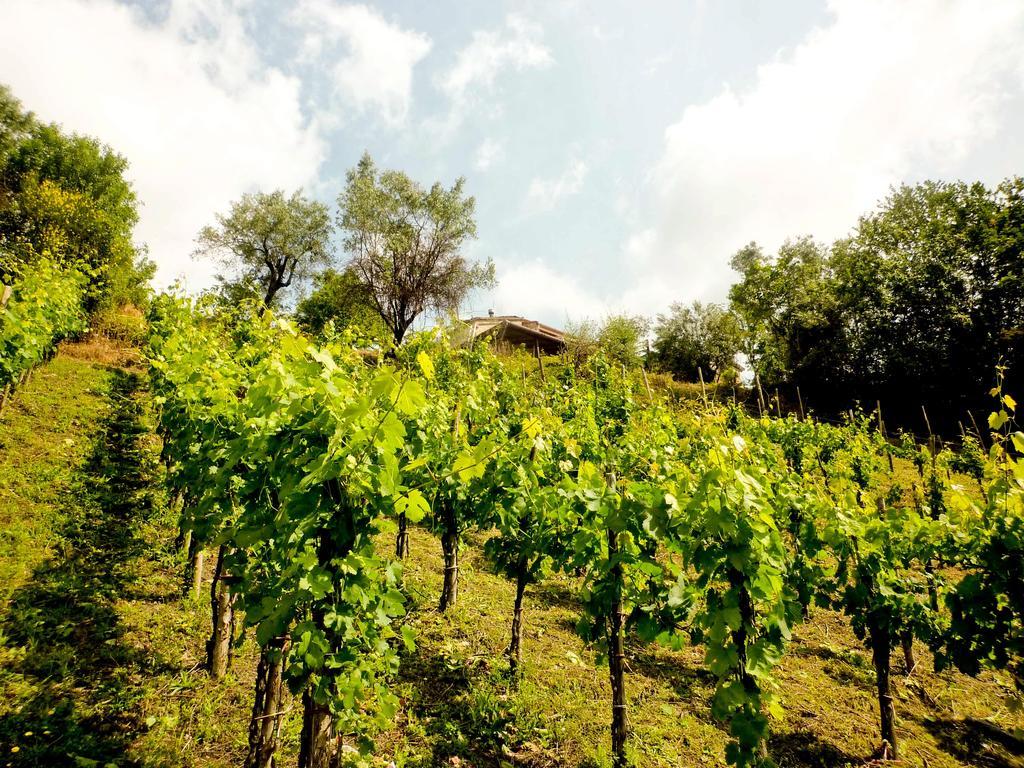 Benvenuti Nel Sud Bed and Breakfast Sessa Cilento Eksteriør billede
